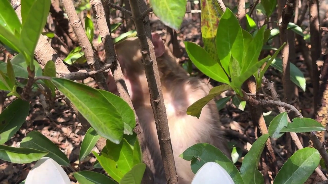 徐州市泉山森林公园野生猕猴吃香蕉水果饼干特写视频素材