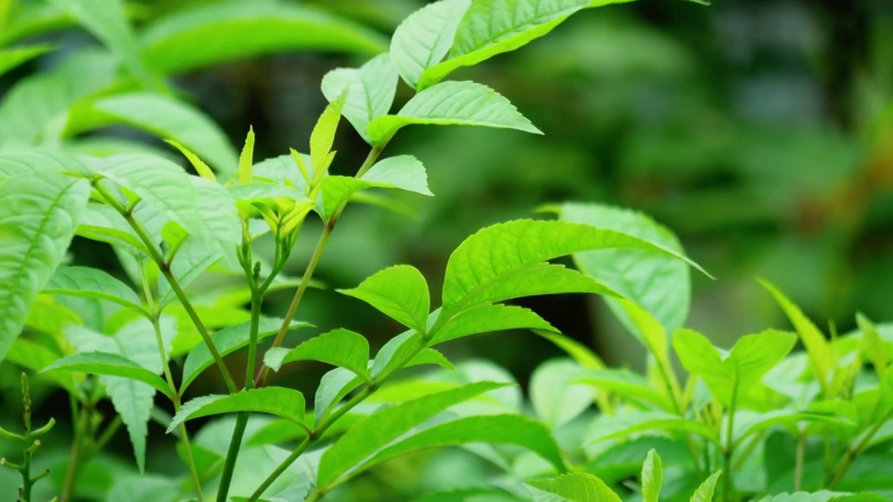 早春时节万物生长植物发芽嫩绿叶子随风飘舞生机勃勃春风轻轻地吹拂大地小草从地里钻出来植物新叶满眼绿色视频素材