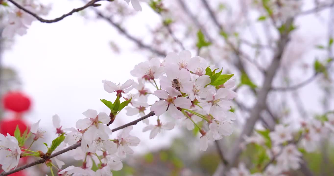 4K微距拍摄樱花下采蜜的蜜蜂视频素材