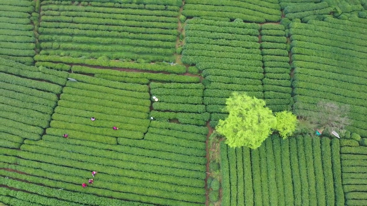 春天茶园采茶高低空航拍视频素材