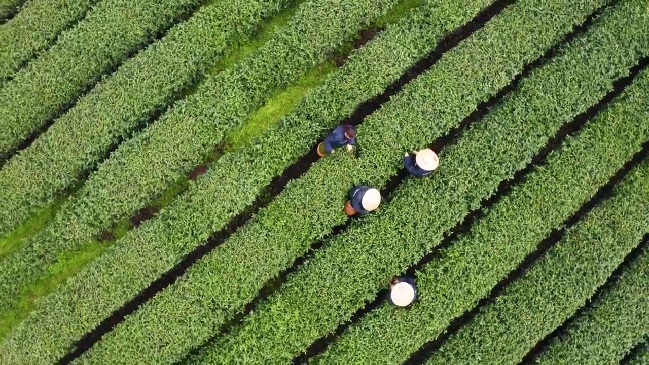 春天茶园采茶高低空航拍视频素材