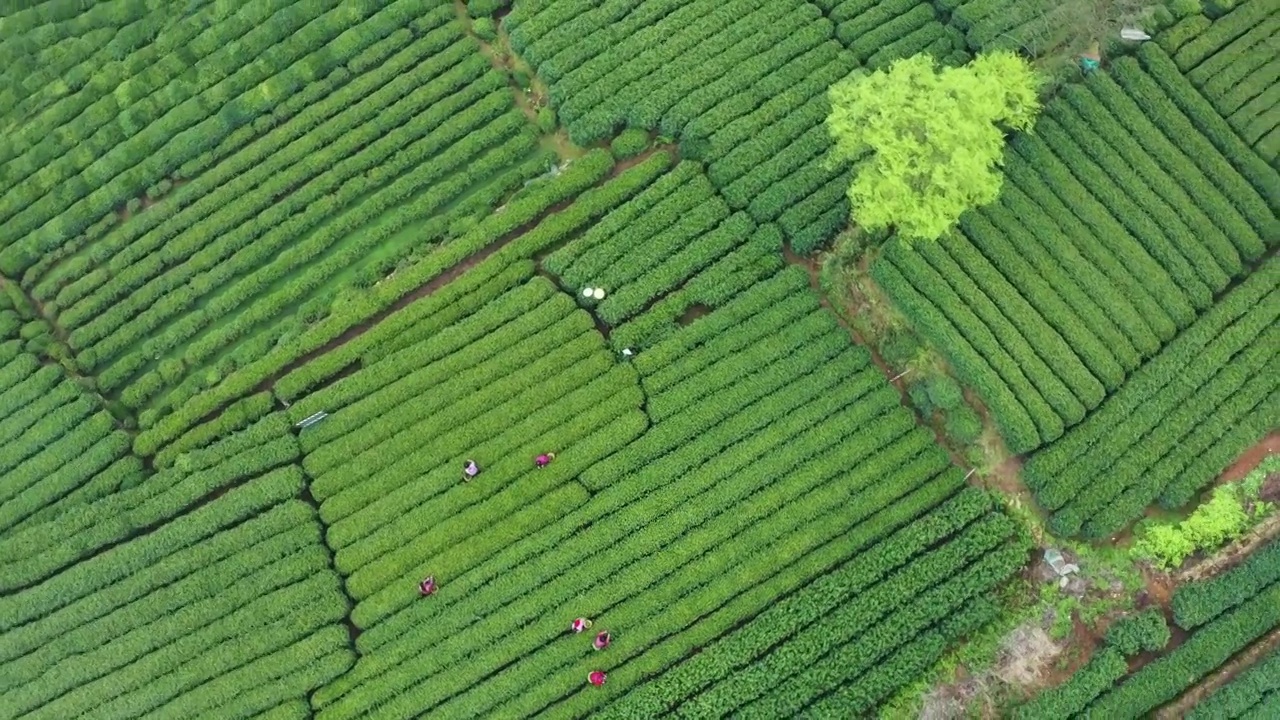 春天茶园采茶高低空航拍视频素材