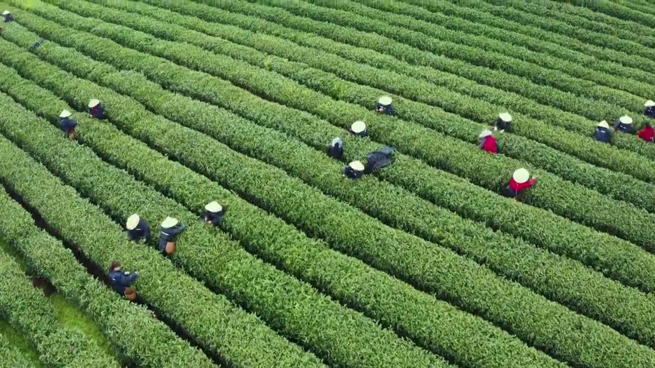 春天茶园采茶高低空航拍视频素材