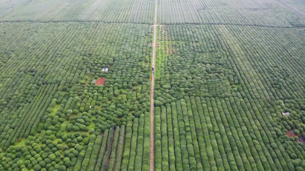 春天茶园采茶高低空航拍视频素材