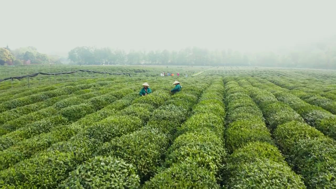 春天茶园采茶高低空航拍视频素材