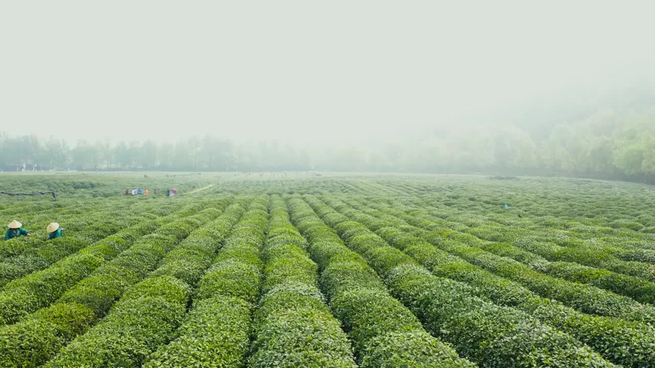 春天茶园采茶高低空航拍视频素材