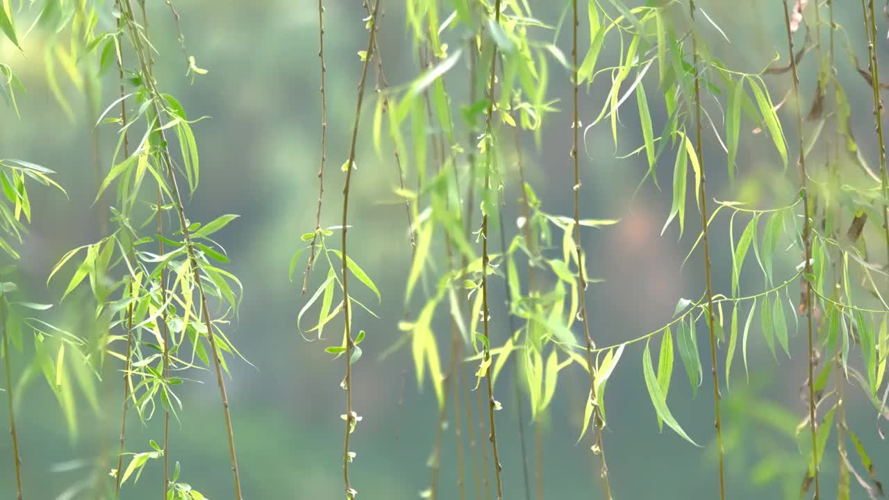 春天柳树发芽了长长的柳枝随风起舞千丝万缕翩翩起舞早春清明自然美景柳絮抽芽垂柳成林细雨中柳树初春朦胧美视频素材