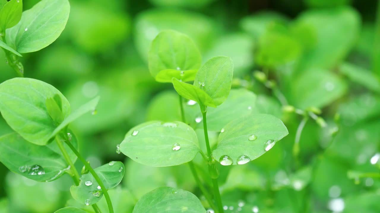 春天三月万物苏醒生机勃勃森林原野绿色草地上雨季来临小花小草发芽早晨露珠微风晶莹剔透微距摄影空镜素材视频素材