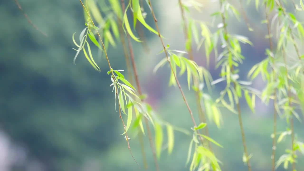 春天柳树发芽了长长的柳枝随风起舞千丝万缕翩翩起舞早春清明自然美景柳絮抽芽垂柳成林细雨中柳树初春朦胧美视频素材