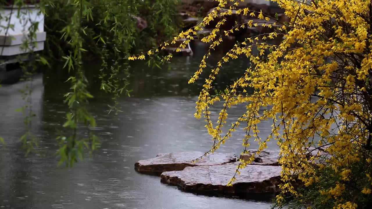 雨中的连翘池塘视频素材