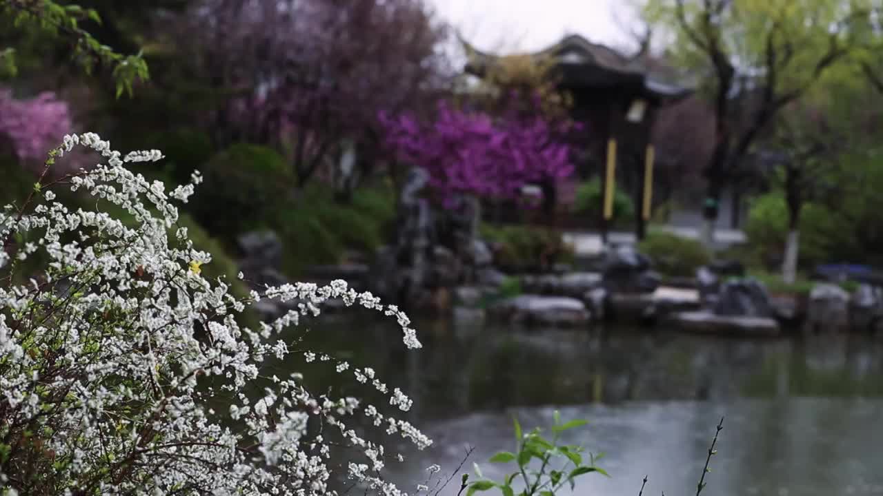 雨中的园林白色小花视频素材