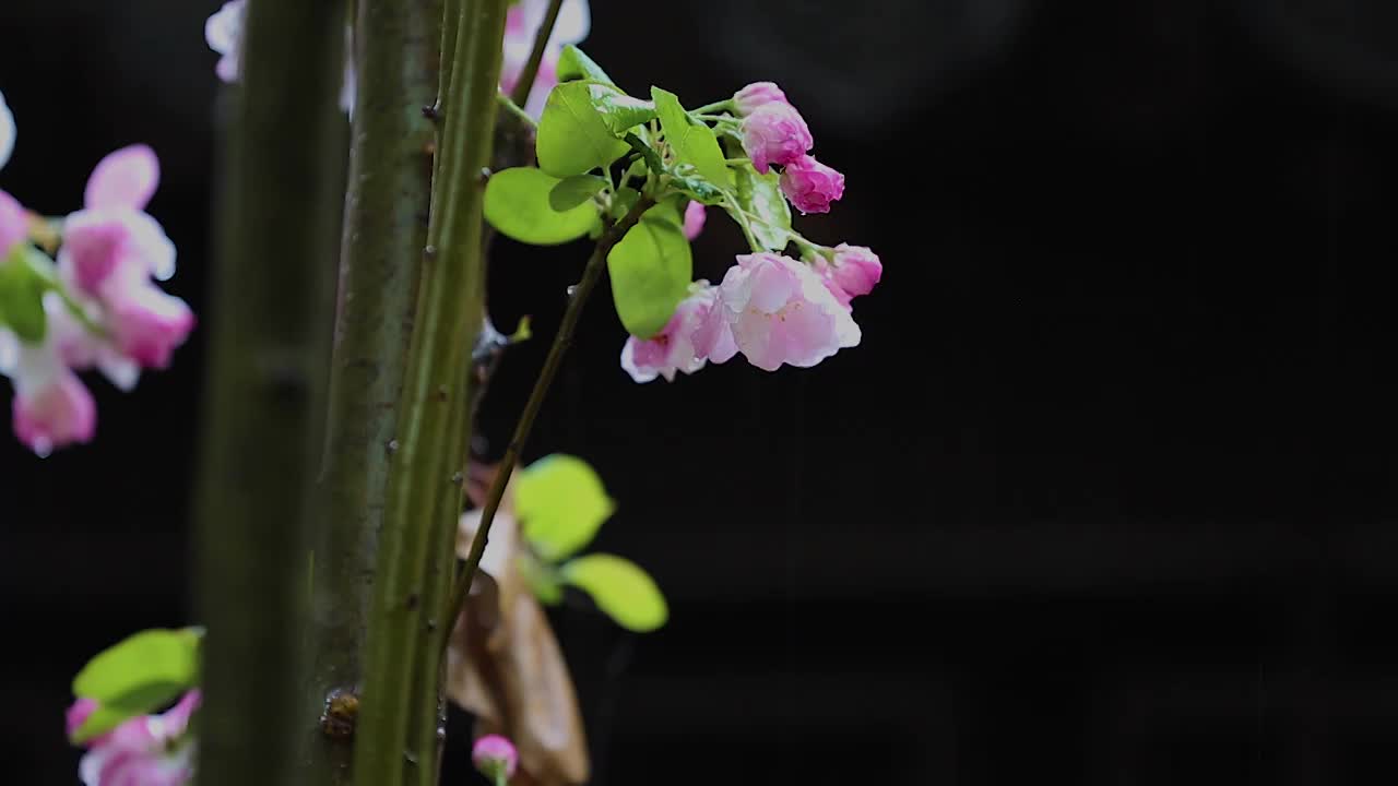 雨中的海棠花视频下载