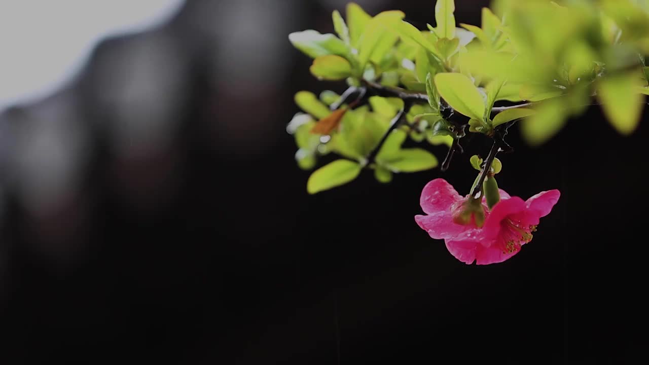 雨中的小红花视频下载