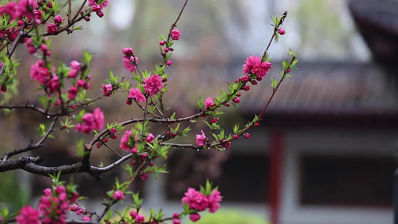 雨中的梅花视频下载