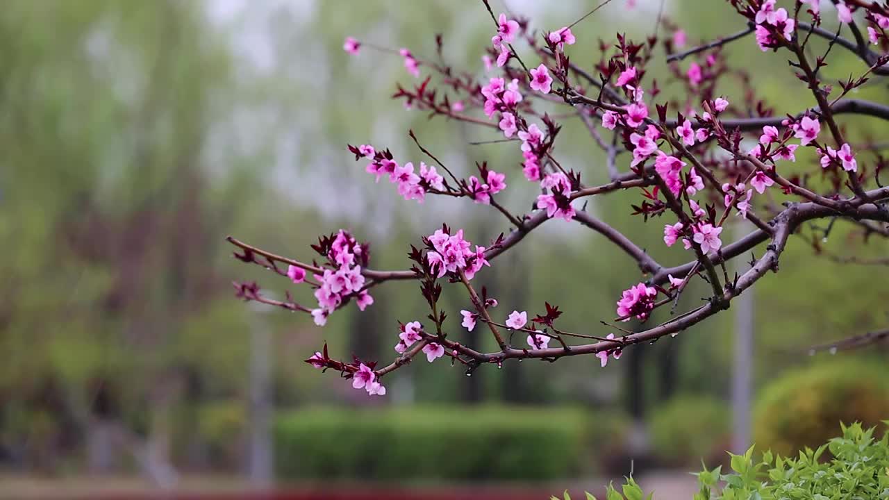 雨中的桃花视频下载