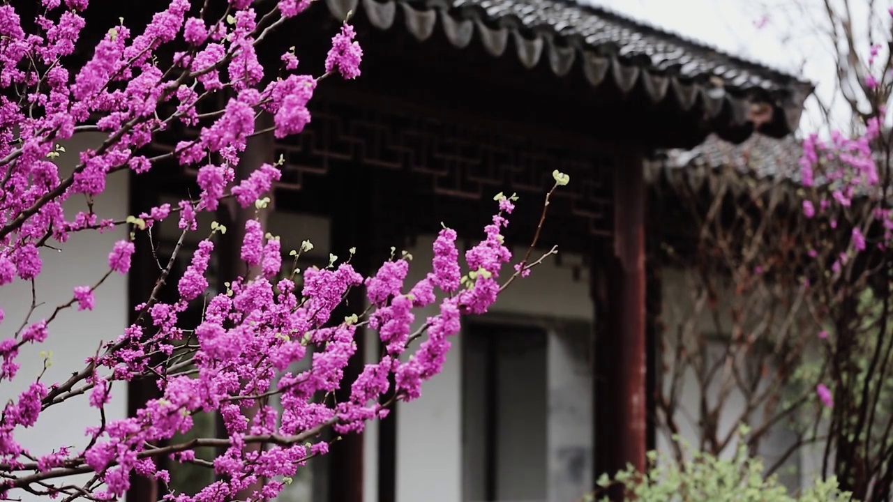 雨中的梅花视频素材