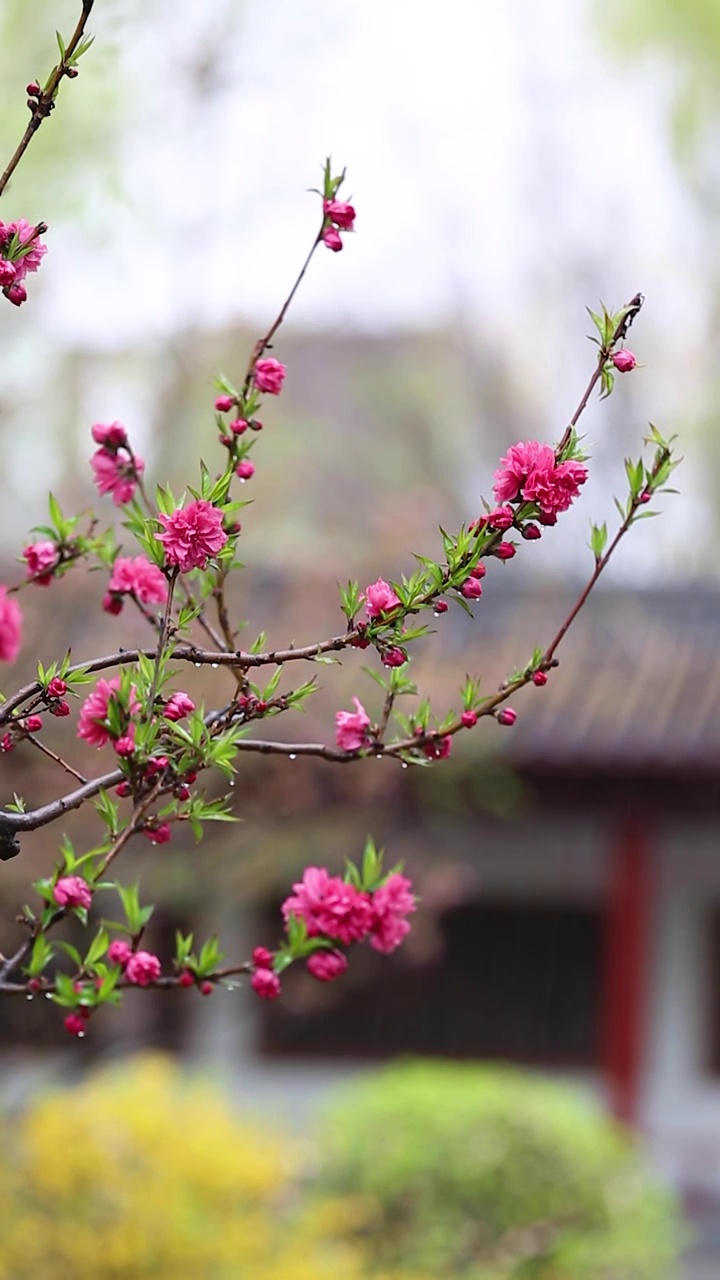 雨中的梅花视频素材