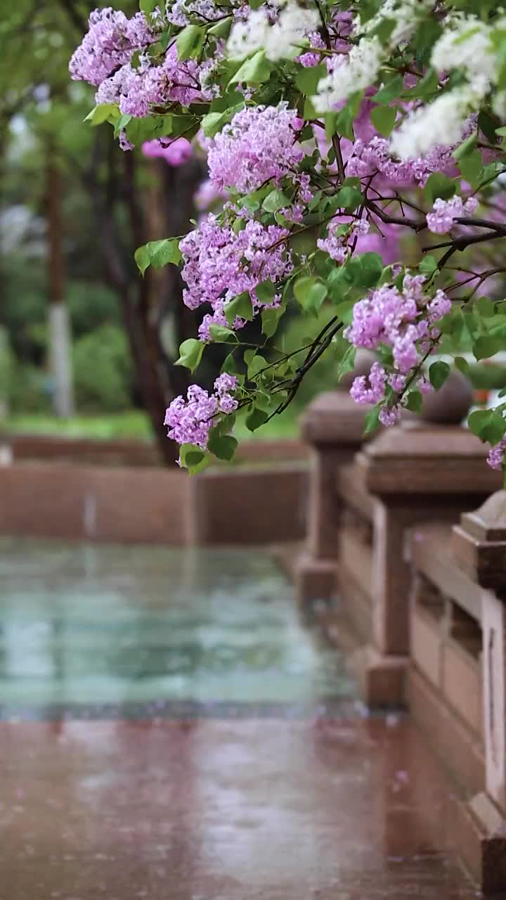 雨中的丁香花视频素材