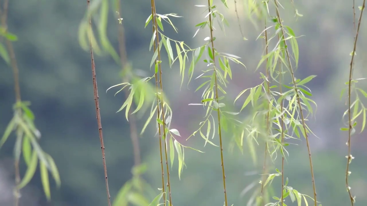 春天柳树发芽了长长的柳枝随风起舞千丝万缕翩翩起舞早春清明自然美景柳絮抽芽垂柳成林春风拂过树枝摇曳飘逸视频素材