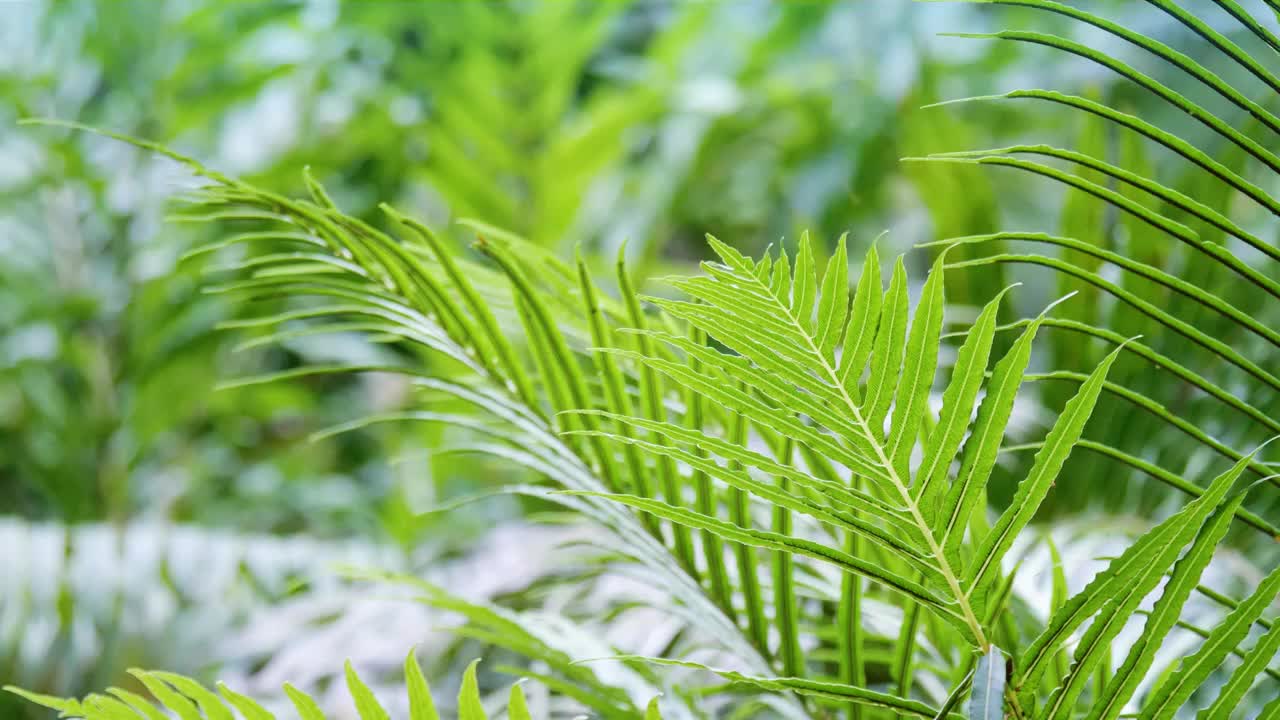 春天万物生长原始热带雨林里的蕨类孢子植物随风而动绿意盎然小虫子在叶子上爬过生机处处绿色养眼空气清新视频素材