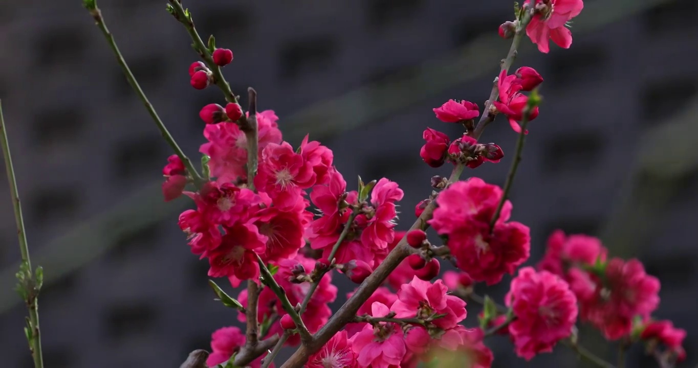 春天盛开的桃花镜头缓慢移动视频素材