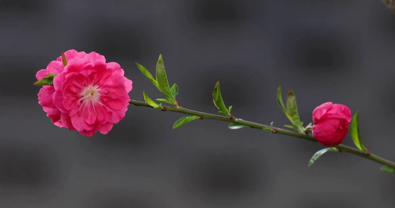 春天盛开的桃花镜头缓慢移动视频素材