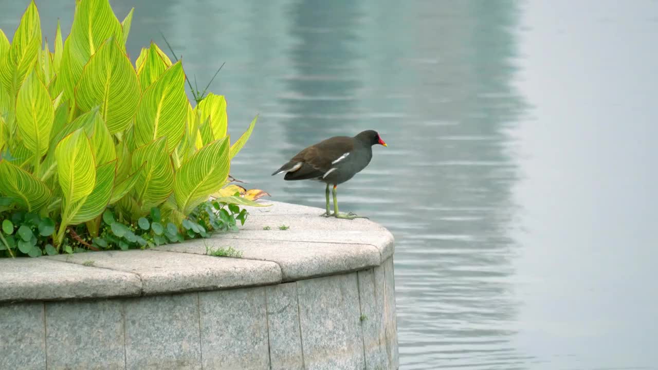 春日清晨公园自然保护区生态池塘花坛边上一只水禽黑水鸡正在栖息休恬四处凝构成美好绿色和谐健康环境资源视频素材