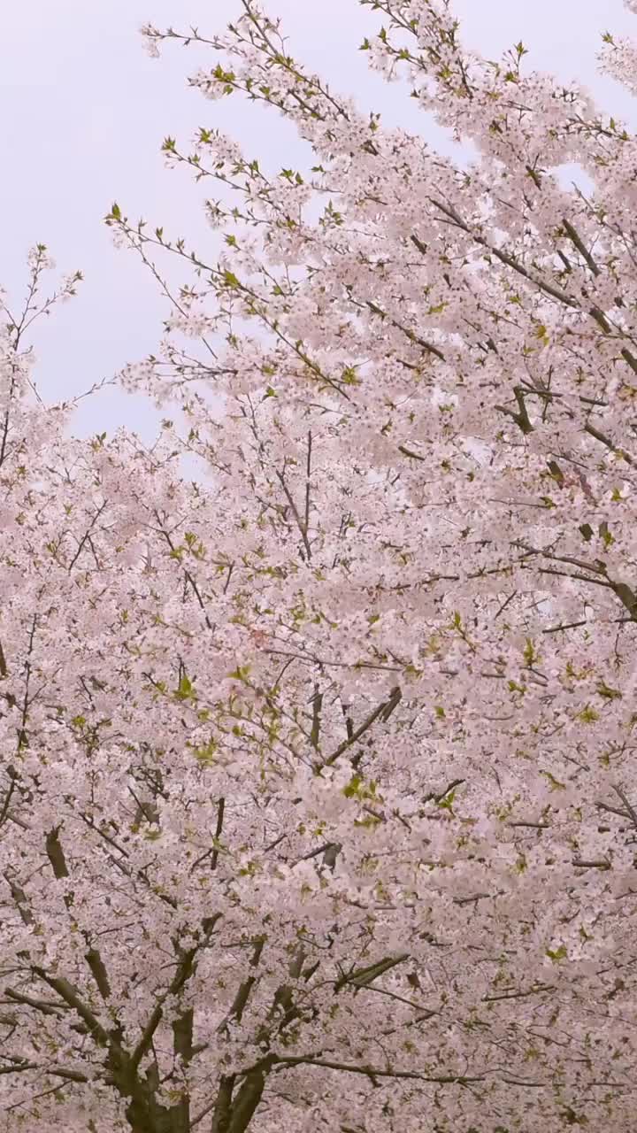 开满樱花的树视频素材