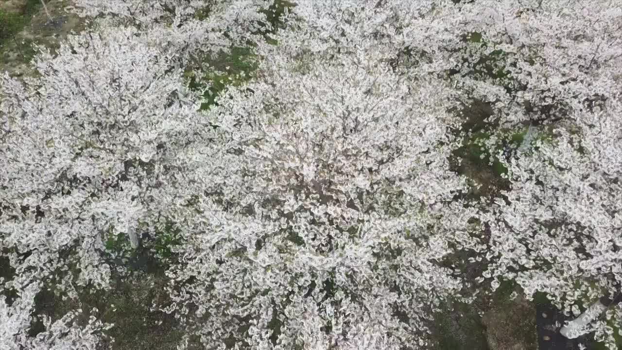 樱花树航拍视频素材