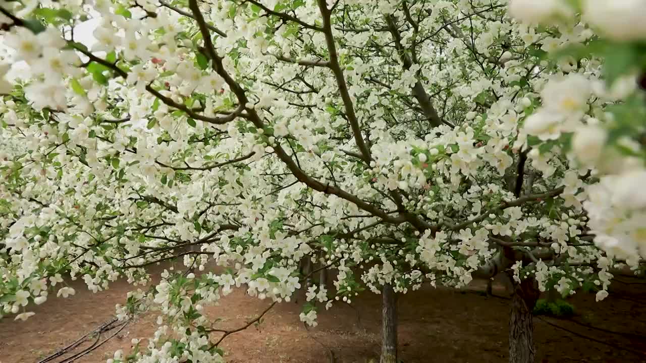 白色海棠花开视频素材