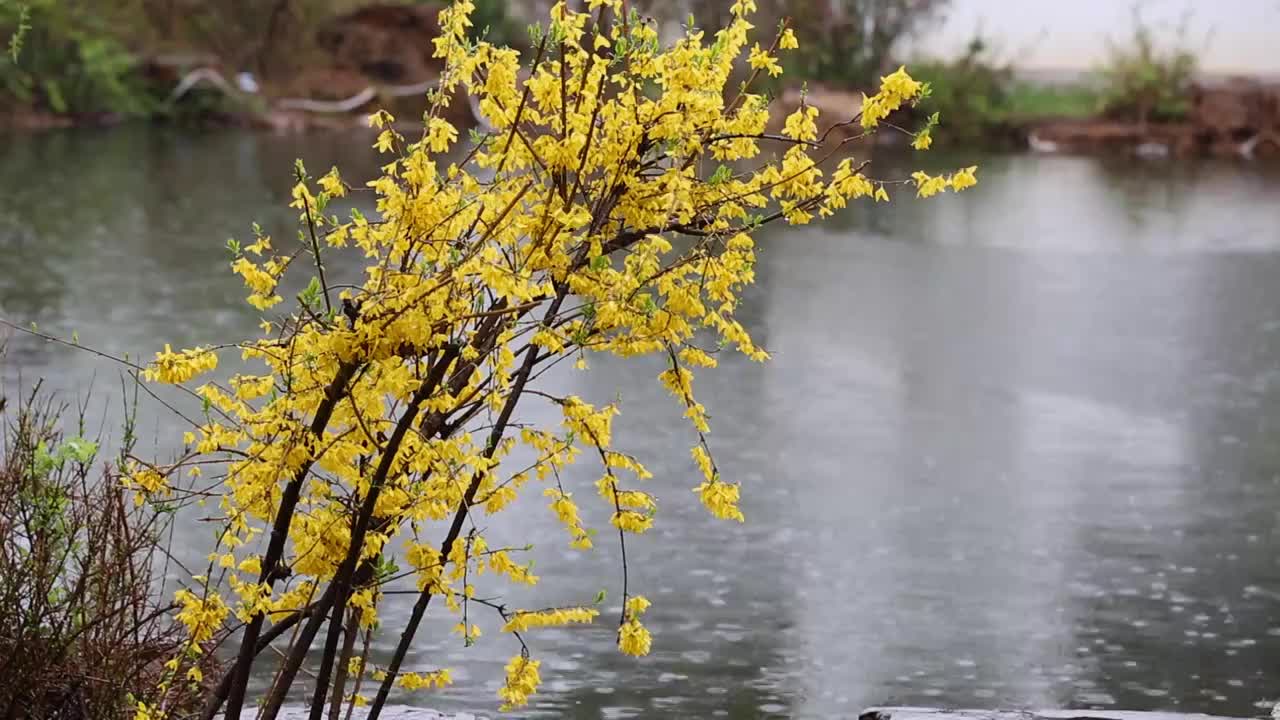 湖边下雨中视频下载