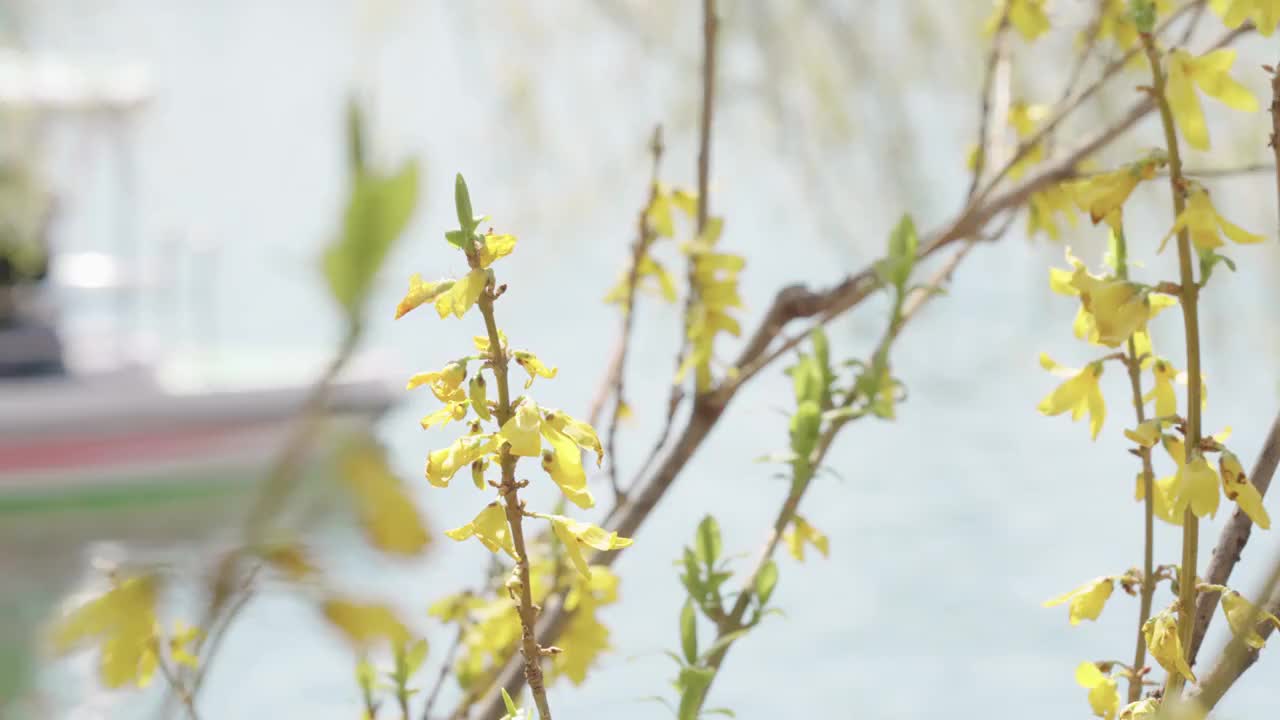 玉渊潭公园，迎春花视频素材