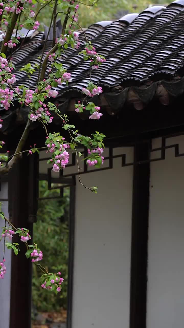 雨中的海棠花视频素材