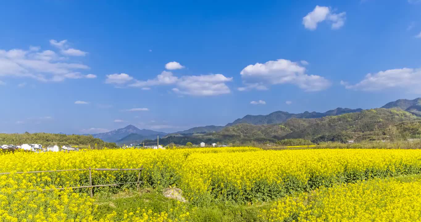 春风和畅视频素材