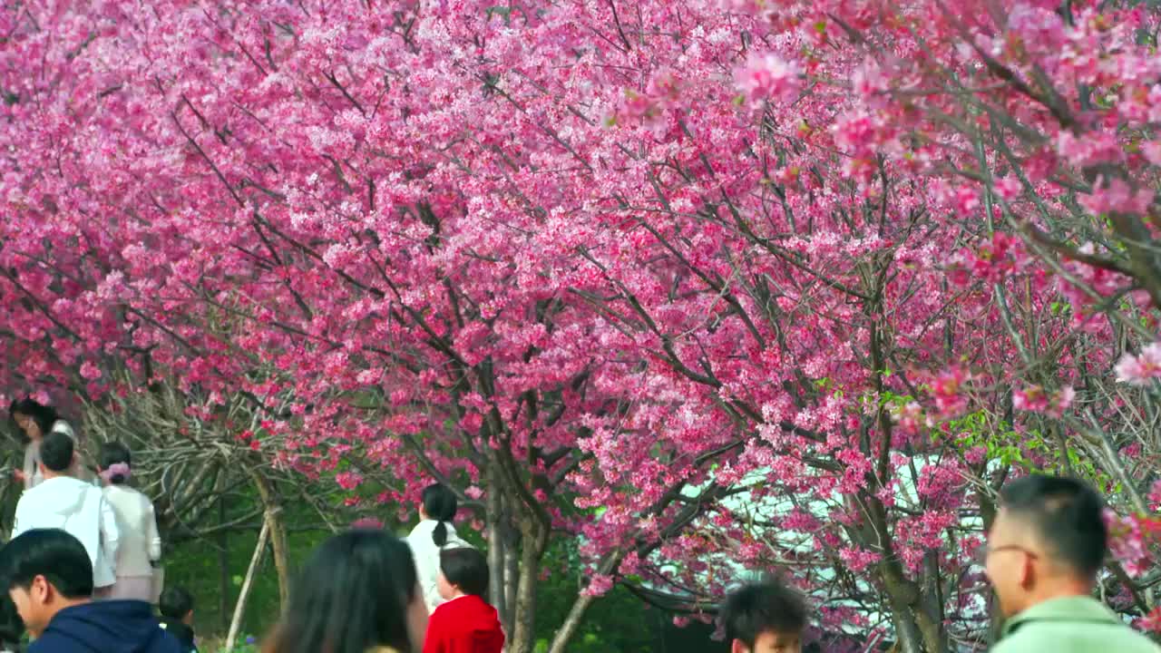 杭州樱花园视频素材