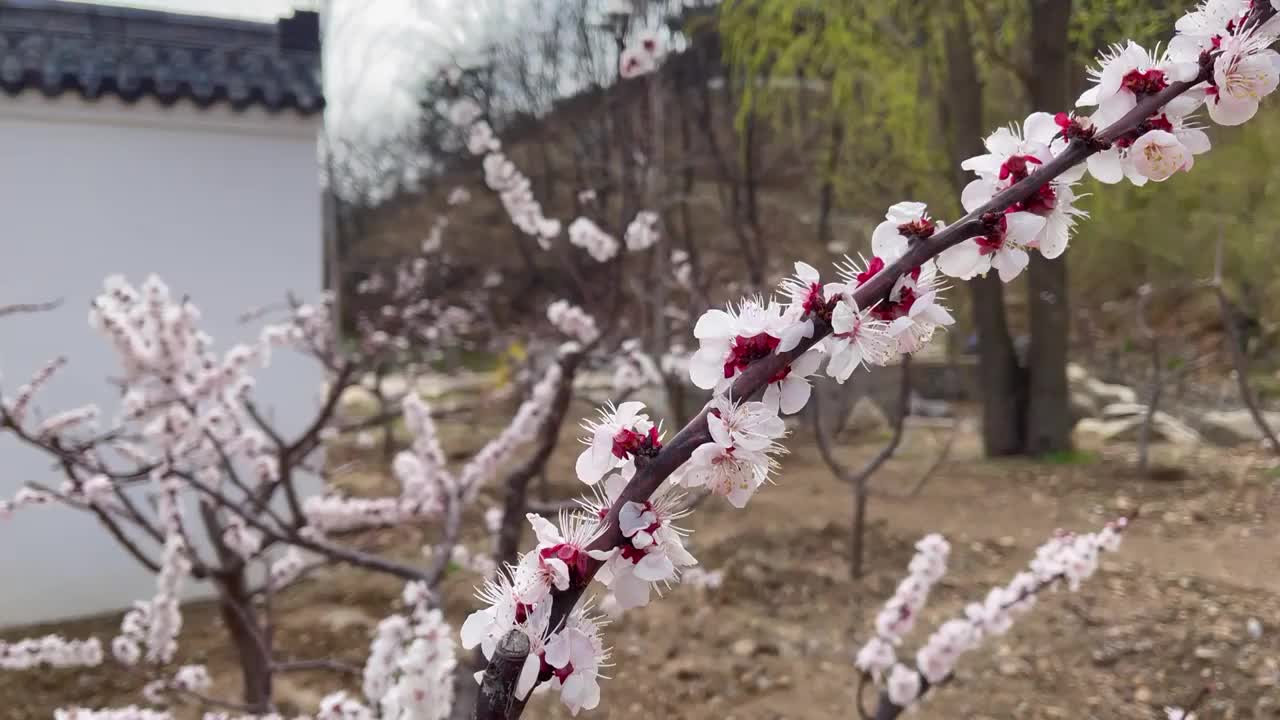 寺院里的春天视频素材