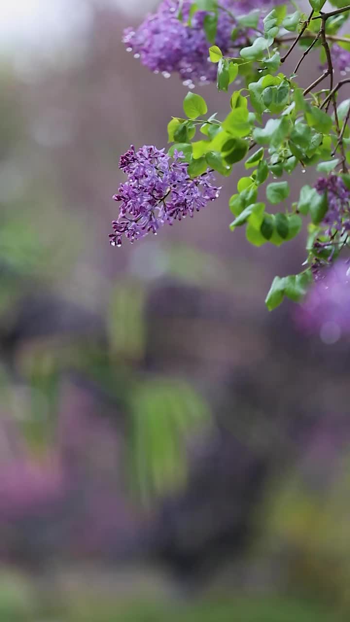 丁香花下雨视频素材