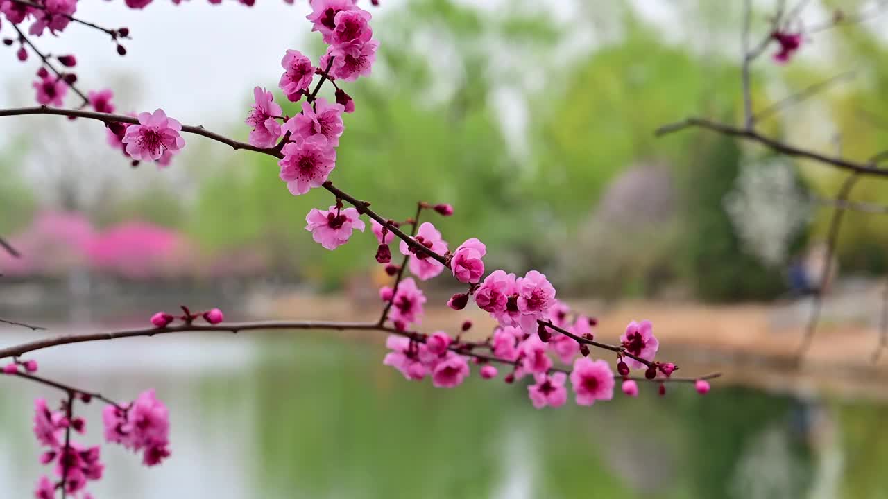 水边的盛开的桃花梅花腊梅视频素材