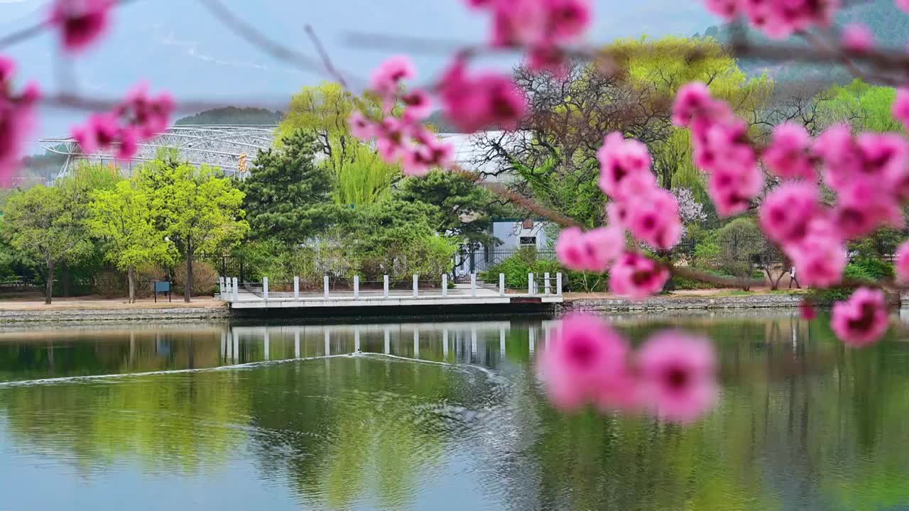 水边的盛开的桃花梅花腊梅视频素材