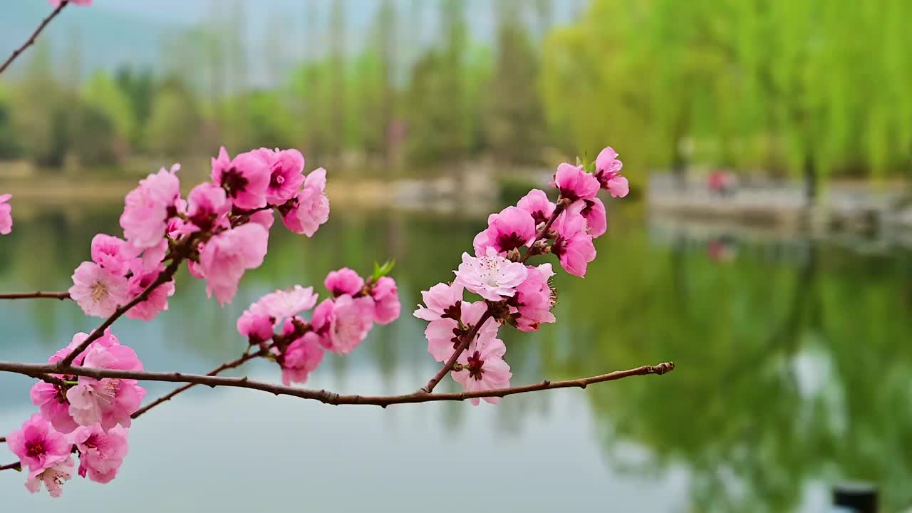 水边的盛开的桃花梅花腊梅视频素材