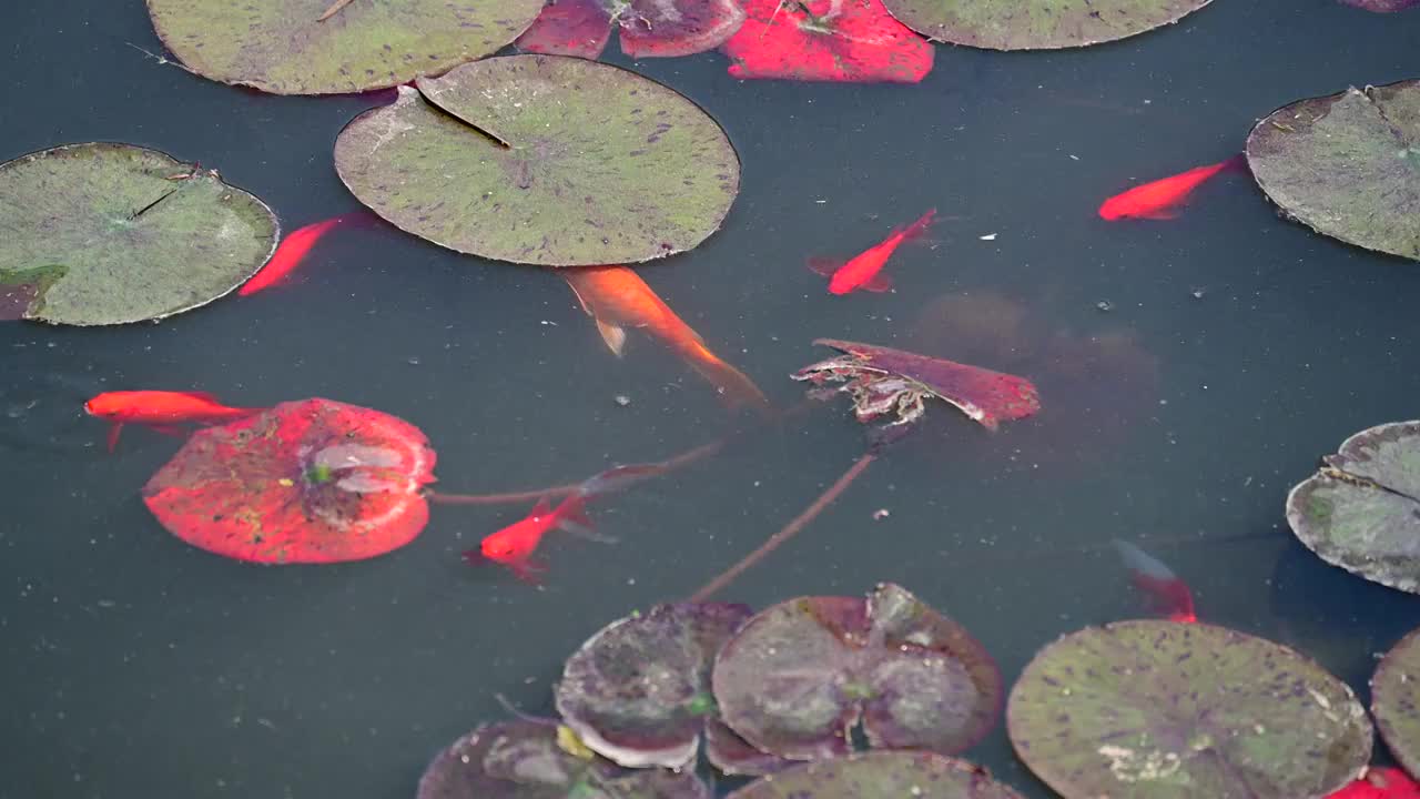 荷花池里的锦鲤视频素材