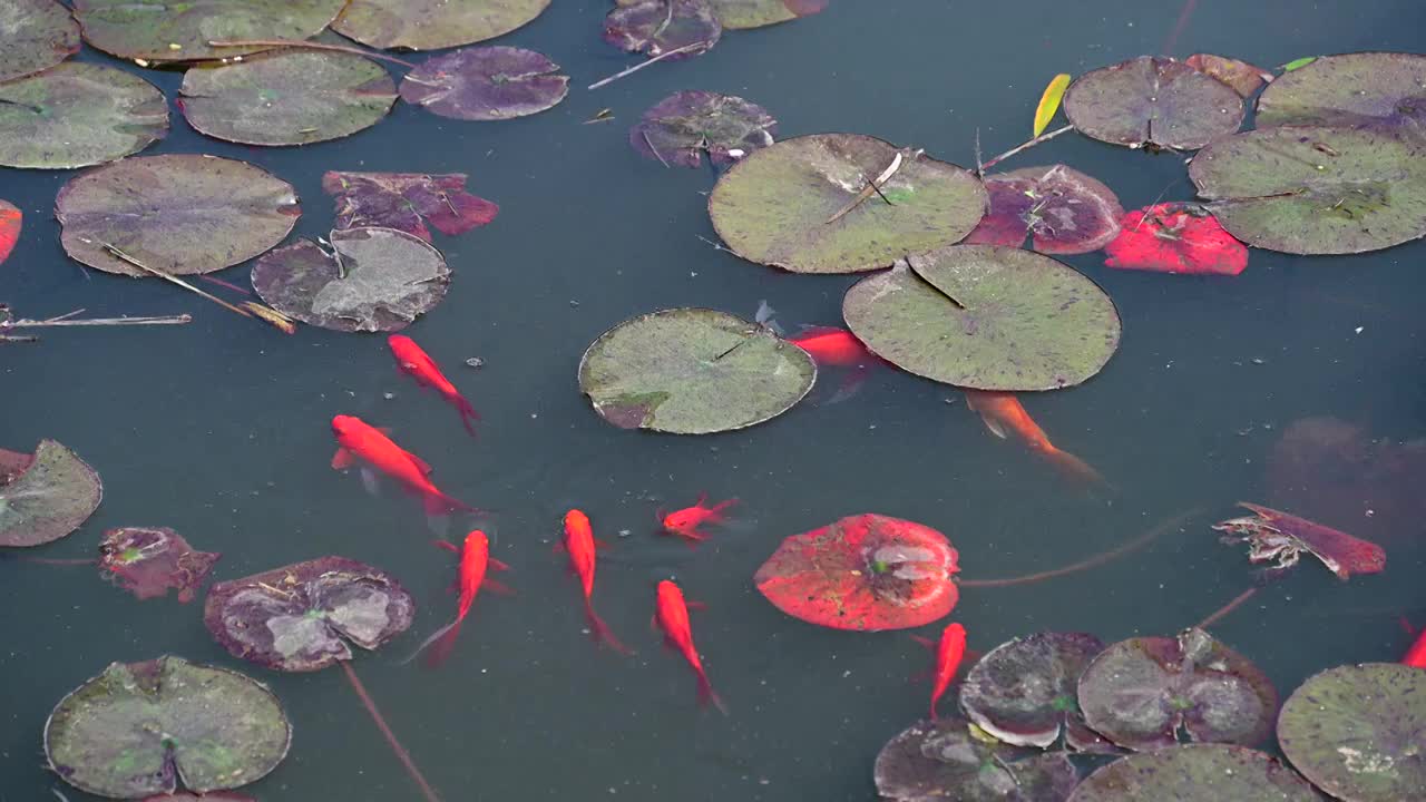 荷花池里的锦鲤视频素材