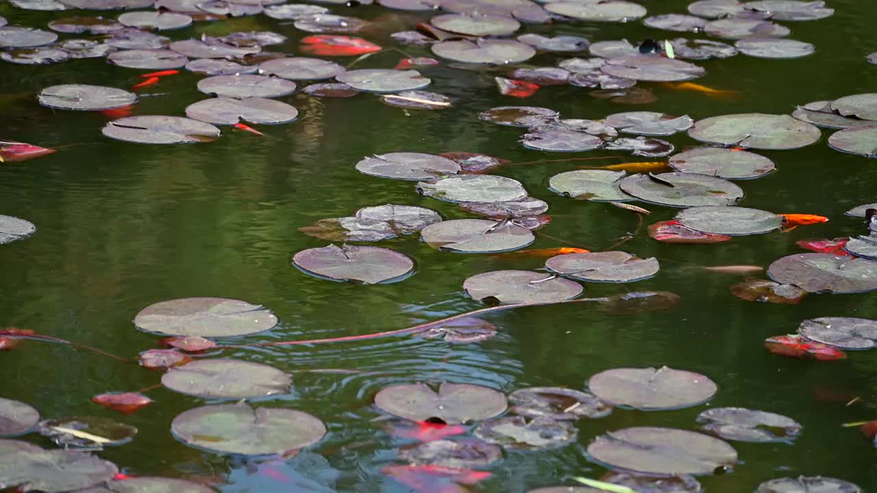 荷花池里的锦鲤视频素材