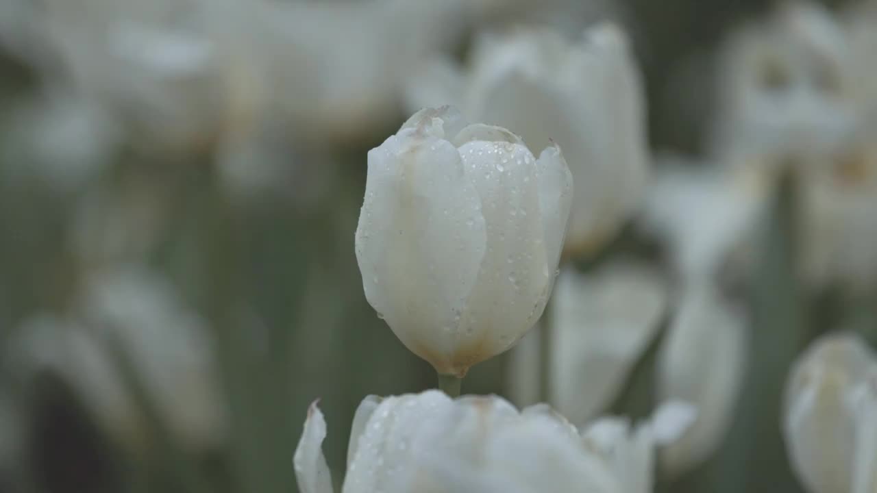 水珠布满白色郁金香视频素材