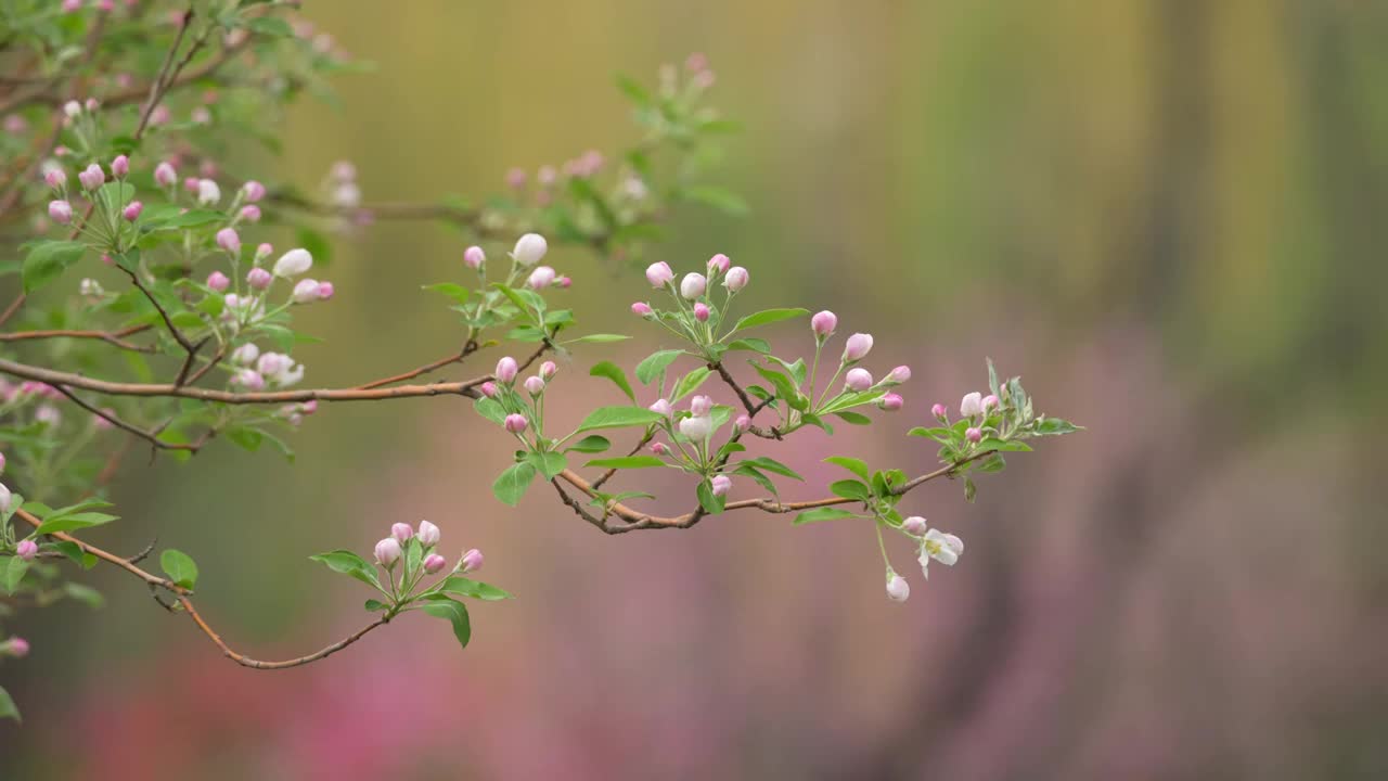 中国园林博物馆春色视频素材