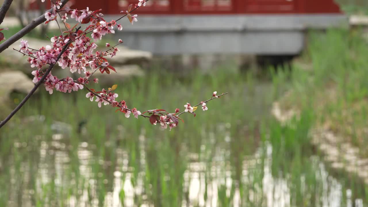 中国园林博物馆春色视频素材