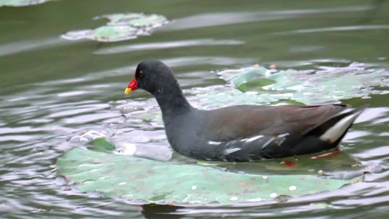 春意渐浓清晨湿地森林湖泊保护区内碧绿春水游禽黑水鸭正在游泳觅食嬉戏游弋鸣叫悠哉悠哉生活在水里寻找食物视频素材