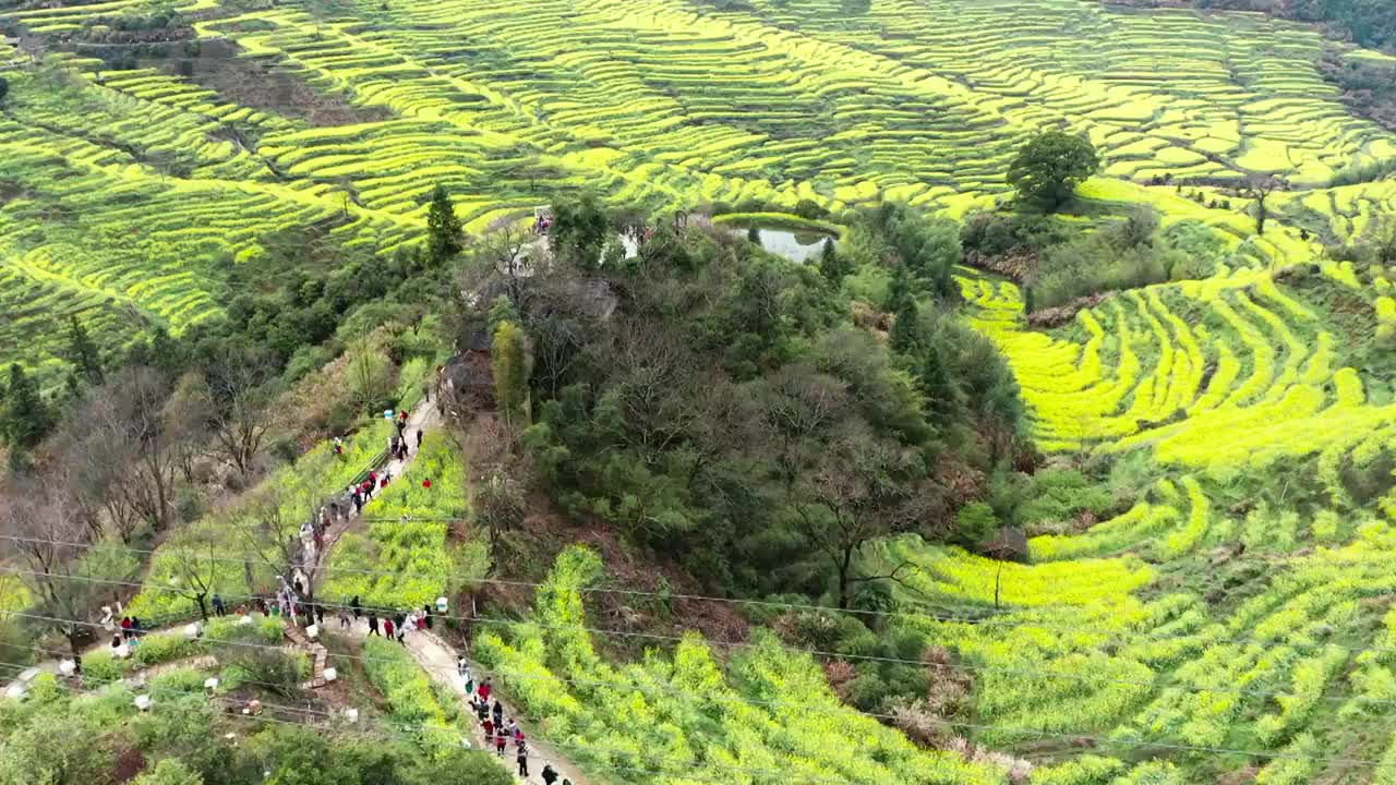 江西婺源篁岭景区春季梯田花海美景风光航拍合集（合集）视频素材