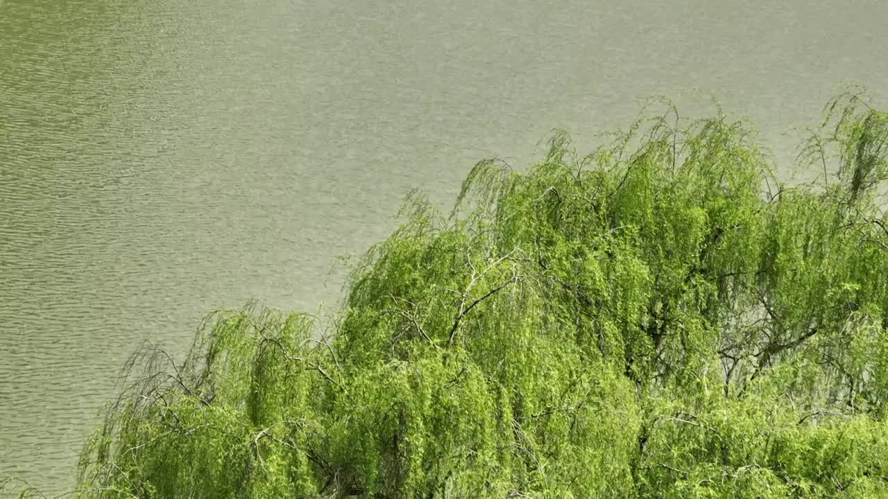 湖心小岛 春风拂柳视频素材