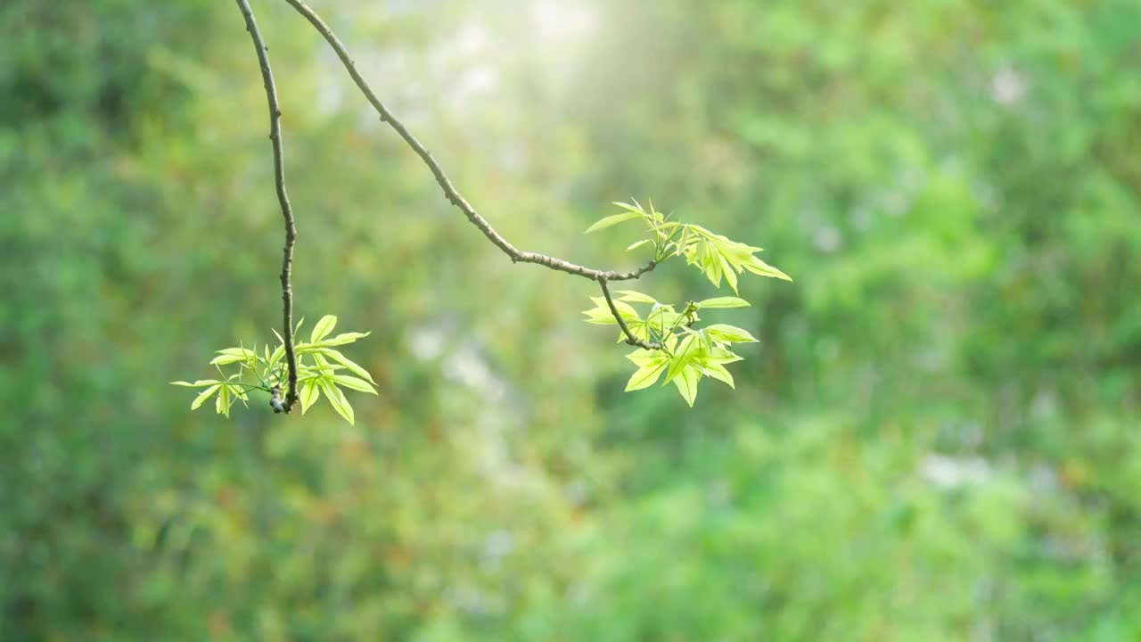 早晨风吹美丽异木棉新出嫩芽叶子随风起舞充满韵律感树叶在风中抖动着春意盎然满园春色生机勃勃春天意味正浓视频素材